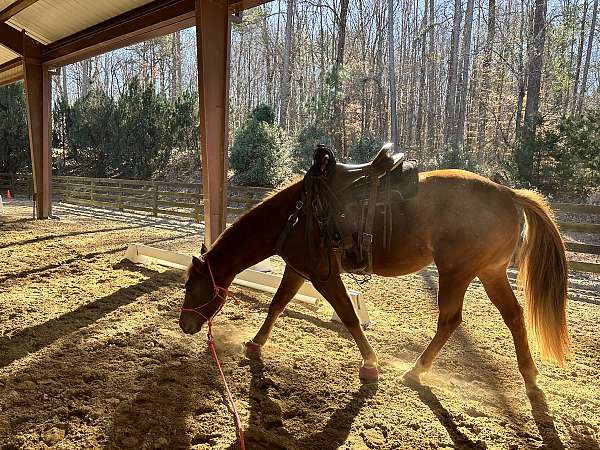 all-around-quarter-horse
