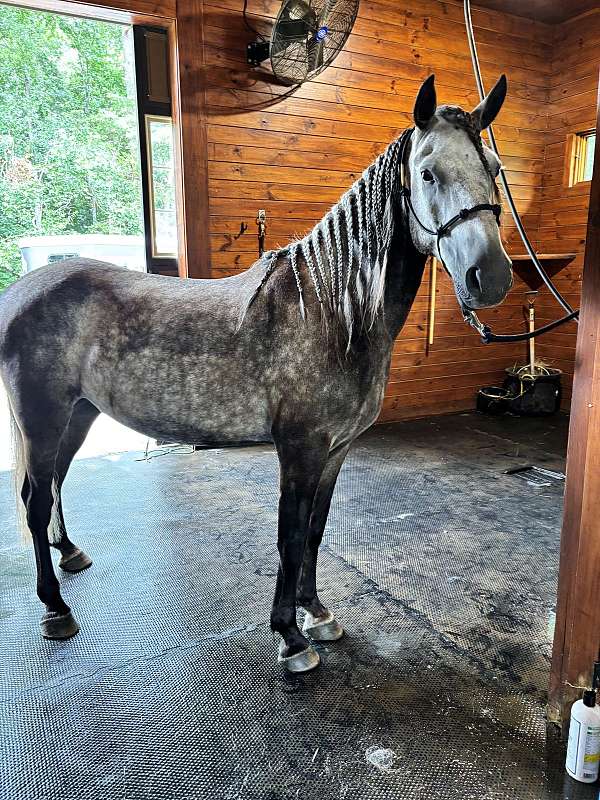 all-around-mustang-horse