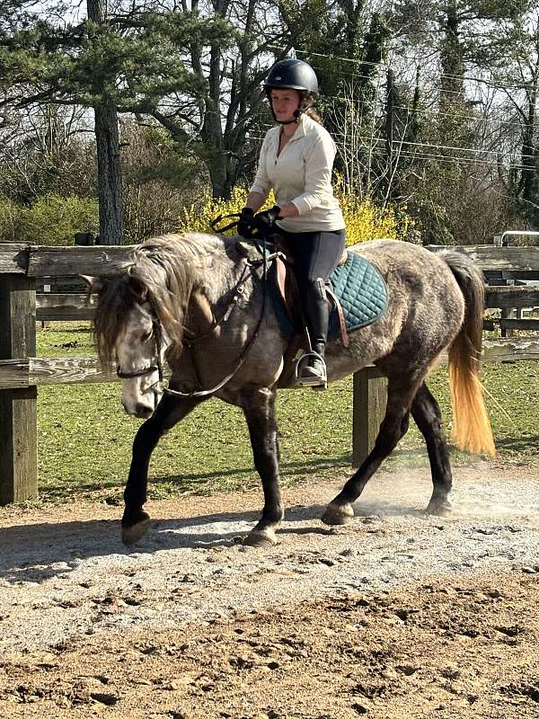 athletic-mustang-horse