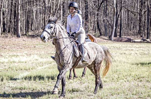 dappled-mustang-horse