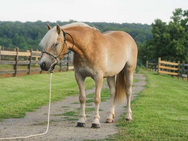 available-haflinger-horse