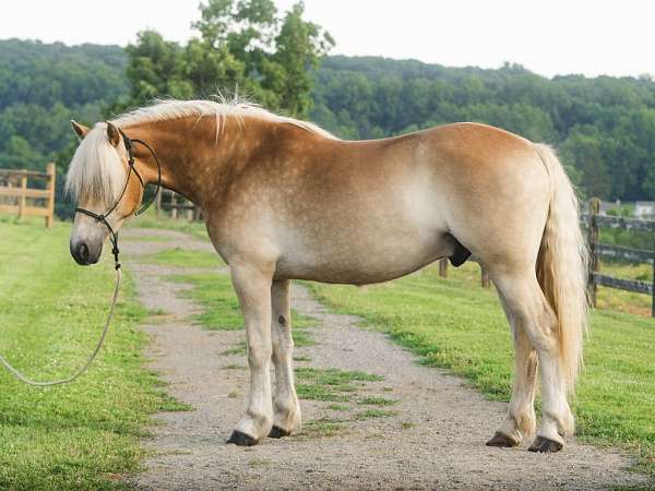 best-friend-haflinger-horse