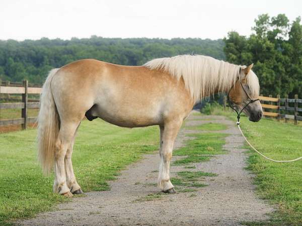 chance-haflinger-horse