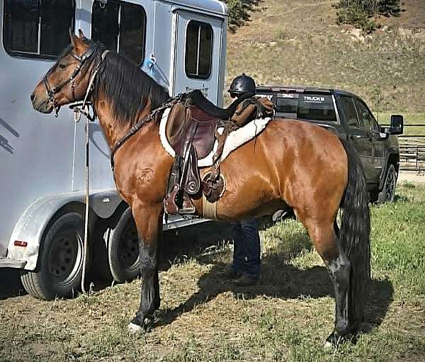 around-marchador-horse