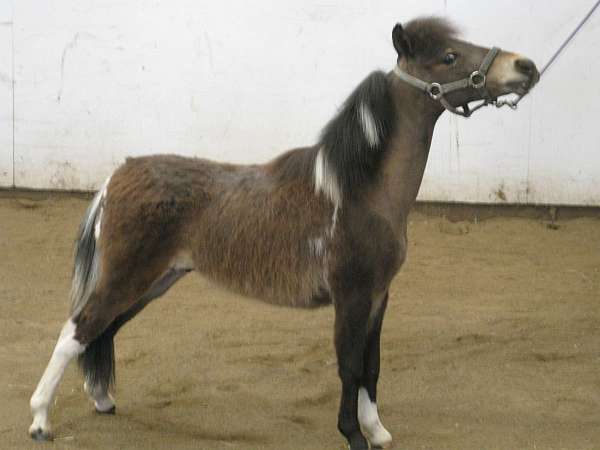 tobiano-pinto-3-stockings-horse