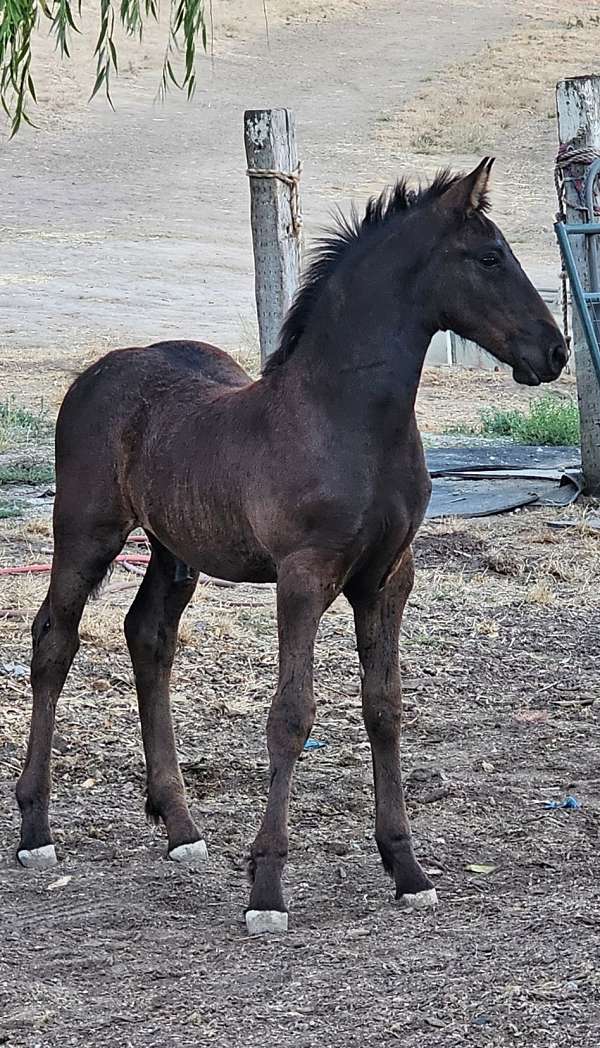 none-horse