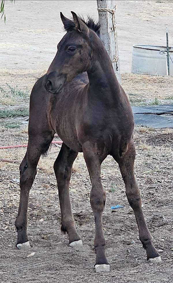 app-friesian-horse