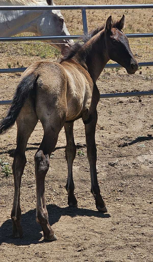 smokey-black-andalusian-for-sale