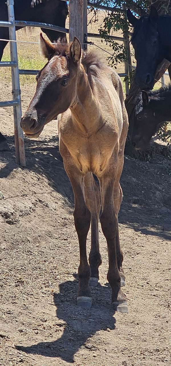 working-equitation-broodmare