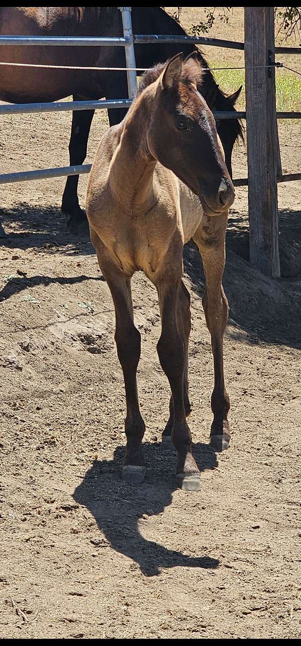 black-ancce-pre-filly