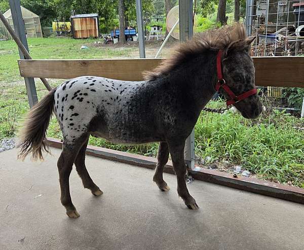 4-hand-appaloosa-colt