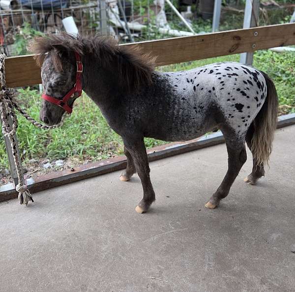 4-hand-appaloosa-horse