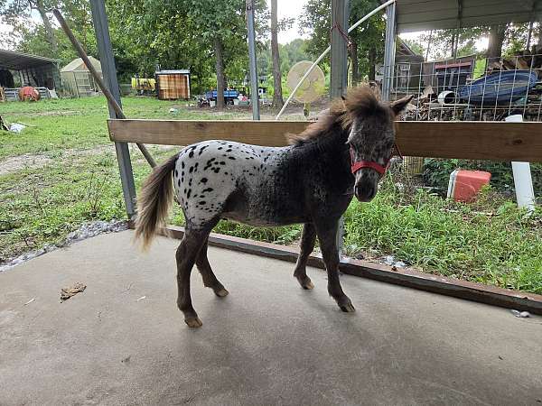 buckskin-appaloosa-miniature-colt-weanling