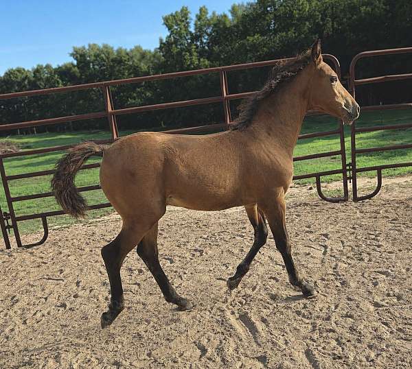 morgan-horse-for-sale