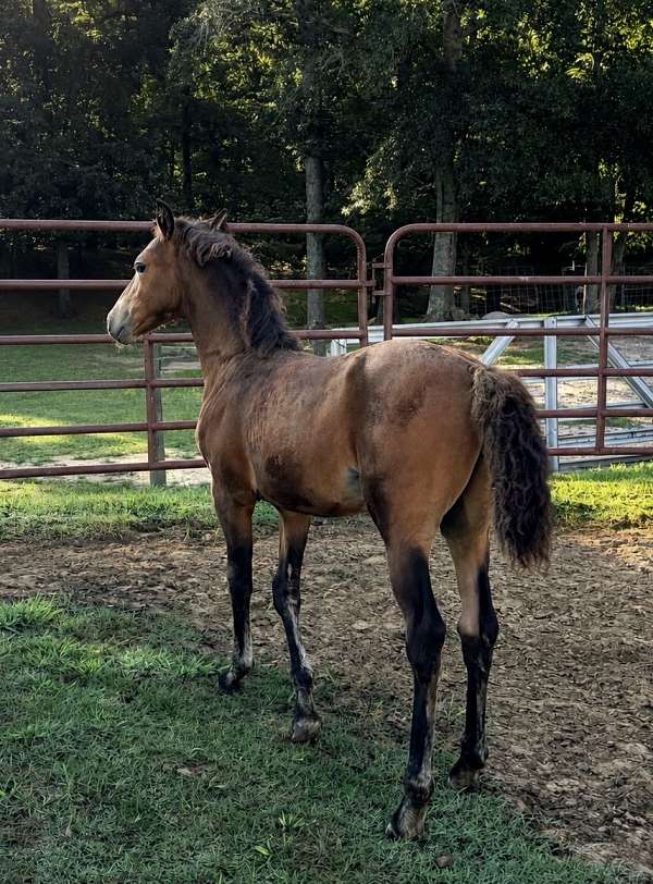 morgan-horse