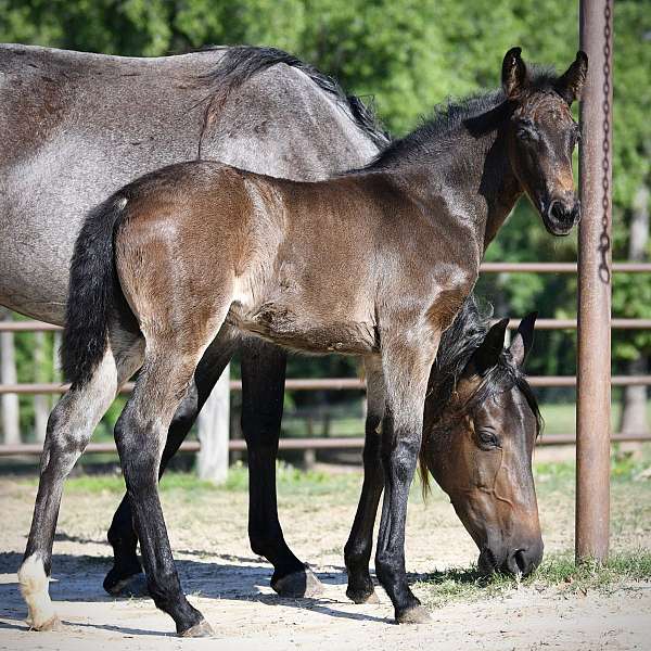 bay-tennessee-walking-filly