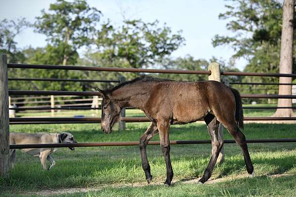 bay-twhbea-filly