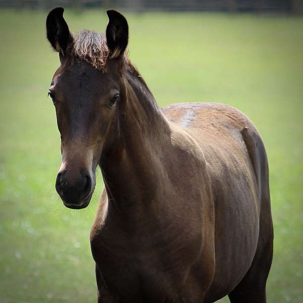 bay-twhbea-horse