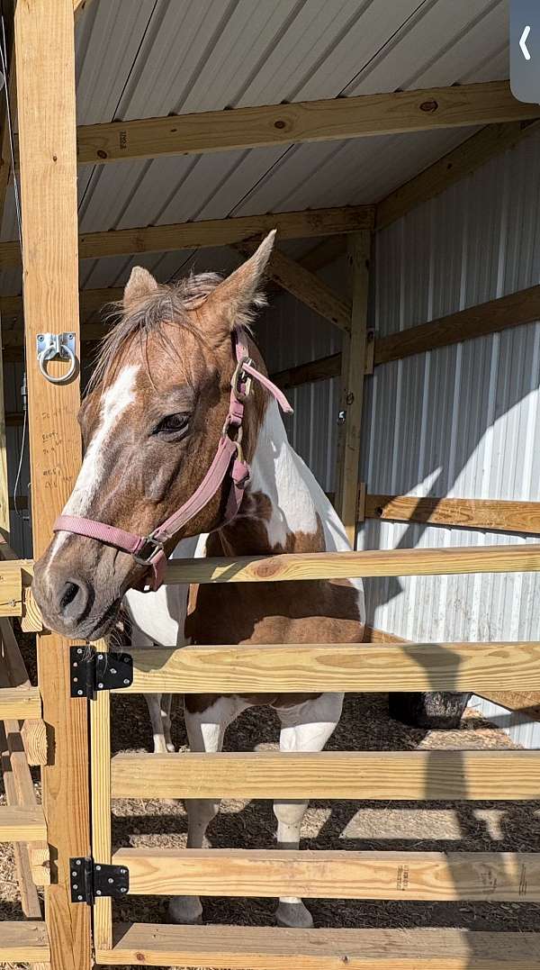 paint-mare