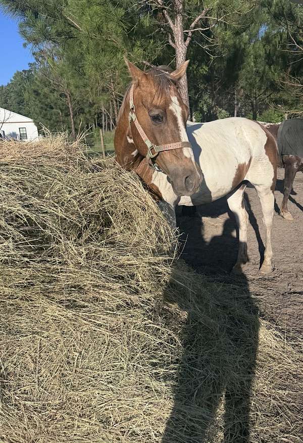 paint-horse-for-sale