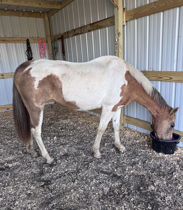 paint-horse