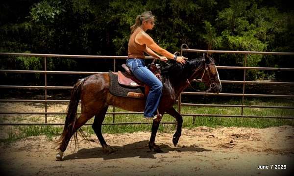 fun-personality-paso-fino-horse