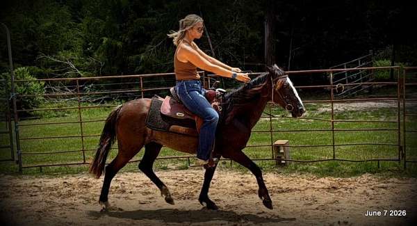 horse-sale-paso-fino