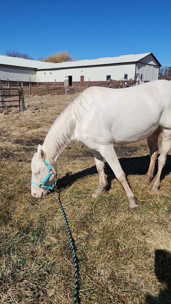 blue-eyed-quarter-horse