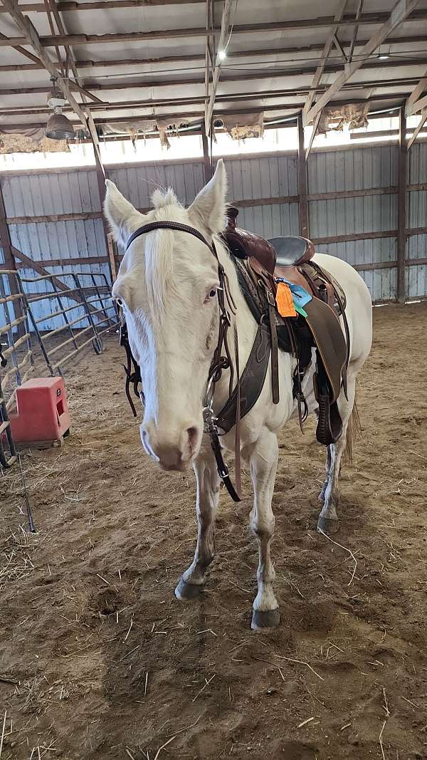 ridden-western-quarter-horse