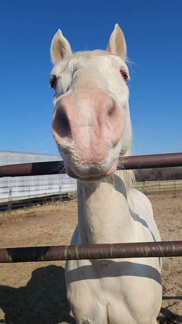trail-quarter-horse