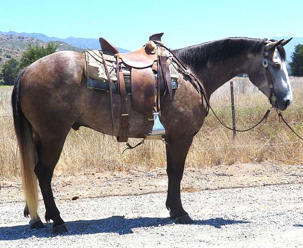 all-around-quarter-horse