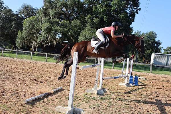 show-jumping-mare-broodmare