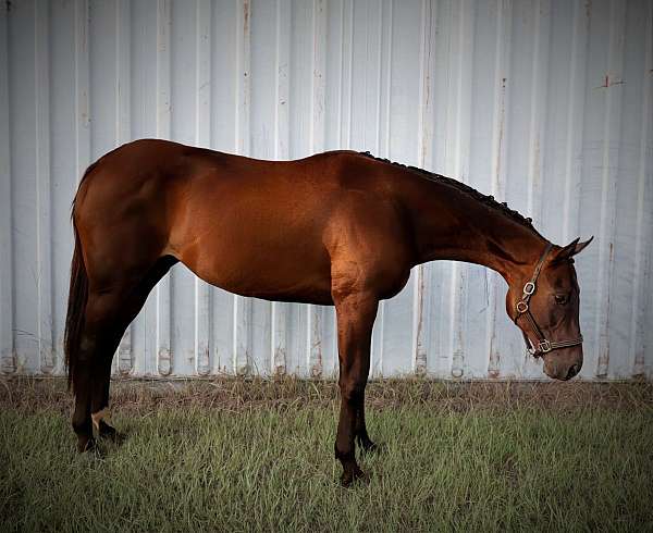 thoroughbred-mare