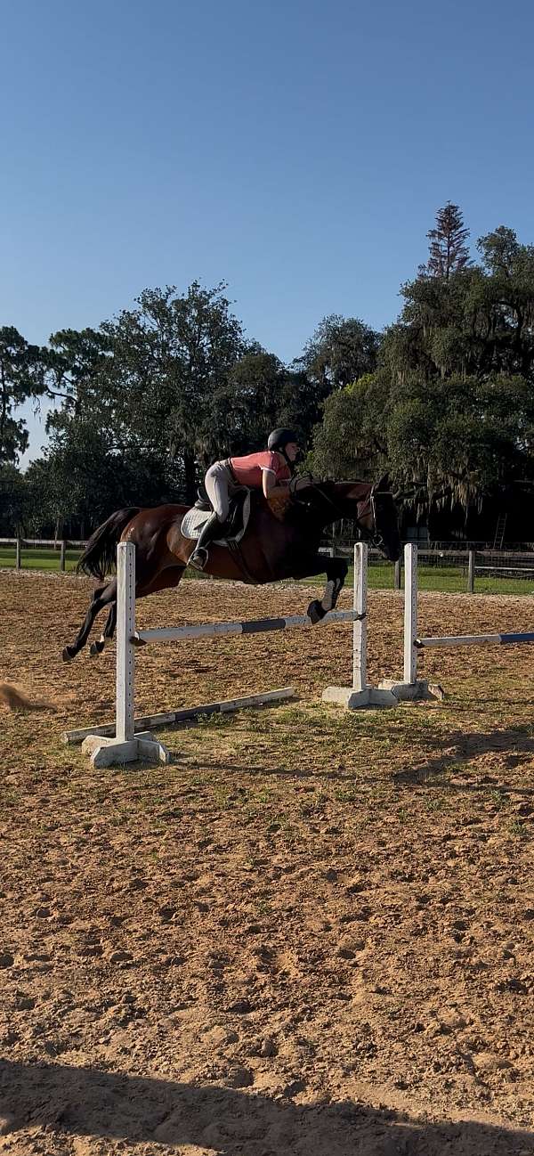 thoroughbred-horse-for-sale