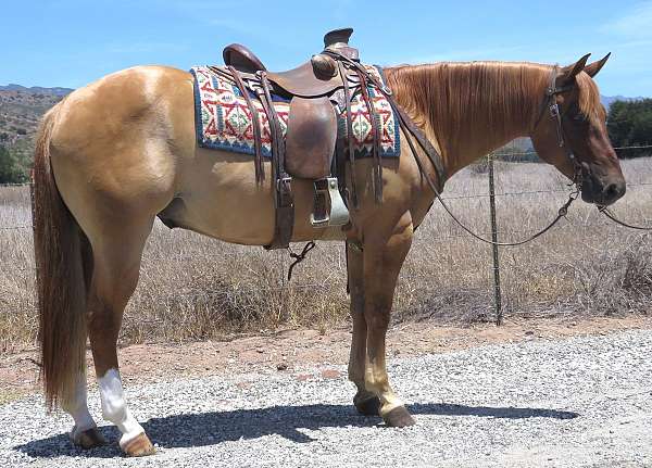 star-strip-wht-hind-sox-horse