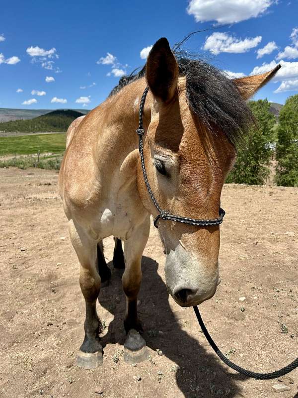 bay-roan-draft-filly