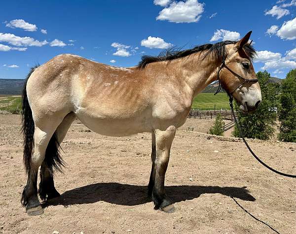 bay-roan-mealy-horse