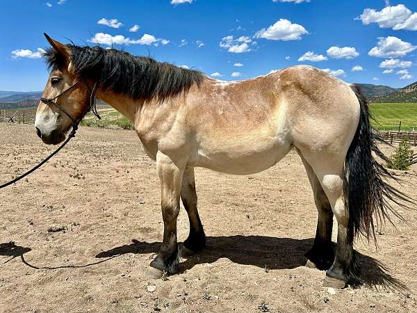 mealy-horse