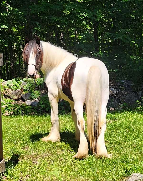gypsy-vanner-colt