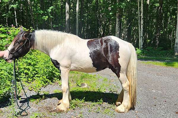 gypsy-vanner-horse-for-sale