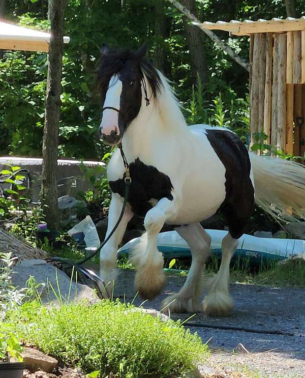 gypsy-vanner-horse