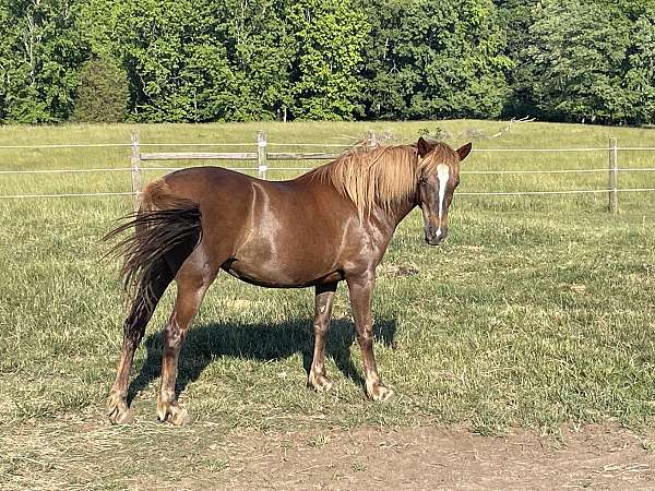 natural-horsemanship-training-mustang-horse