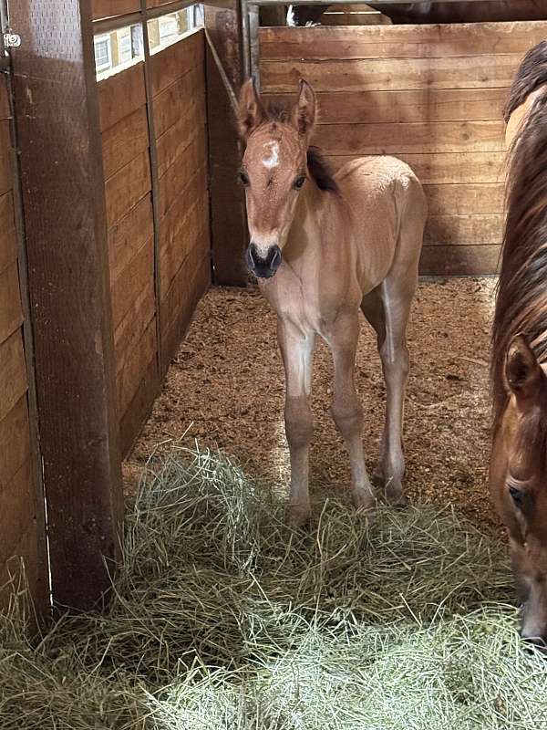 blue-roan-draft-filly-mare