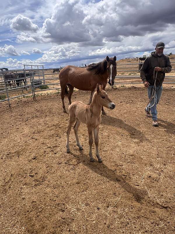 aqha-dun-draft-horse