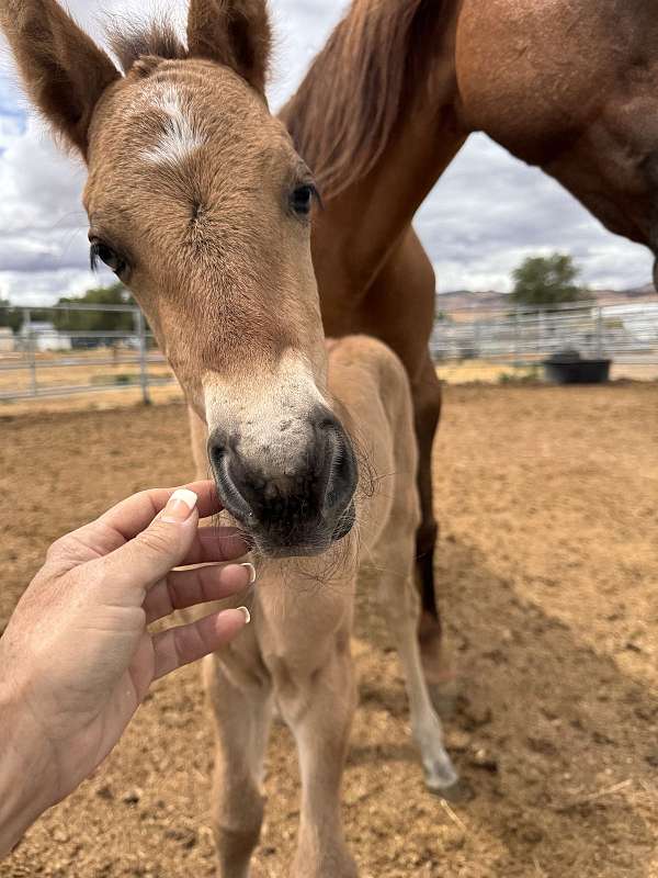 aqha-filly-draft-horse