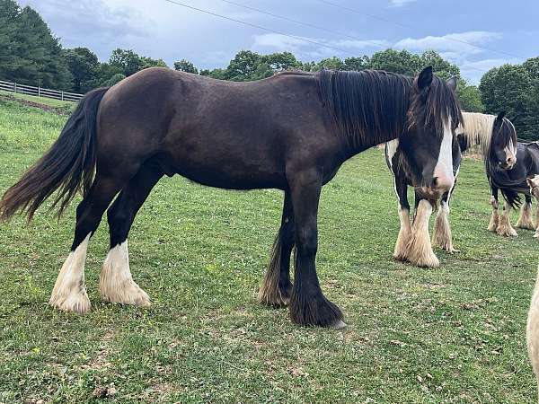 gypsy-vanner-colt