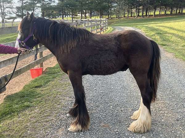 gypsy-vanner-horse-for-sale