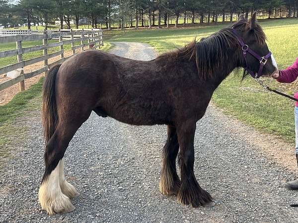 gypsy-vanner-horse