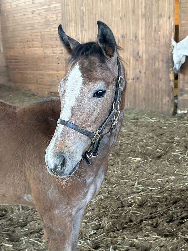 grey-mule-filly