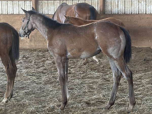 grey-mule-broodmare
